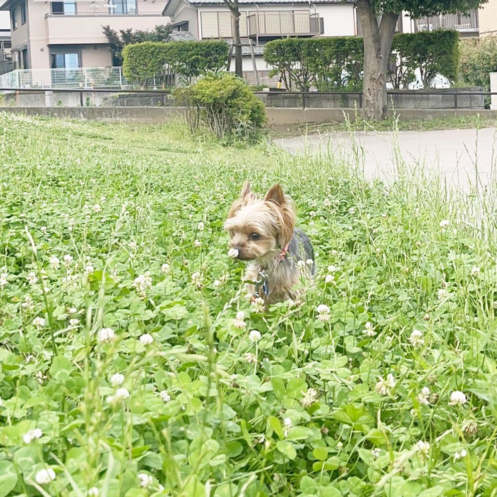 卒業犬あんなちゃんの近況♪
